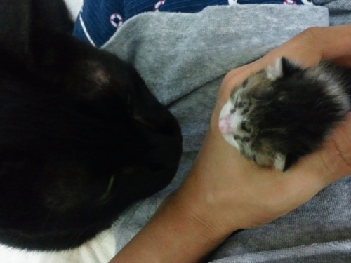 ロッくん＆ちびニャン