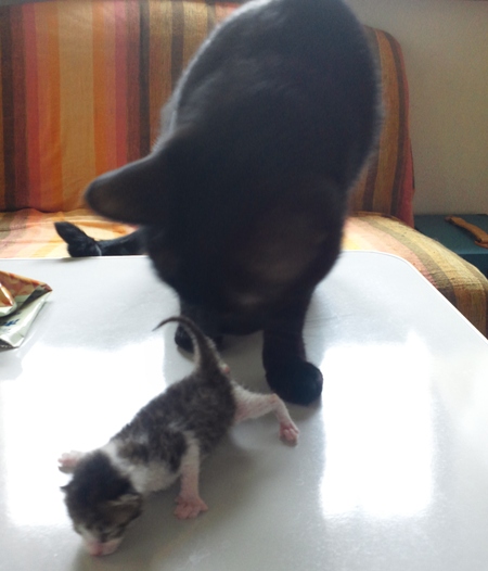 ロッくん＆ちびニャン