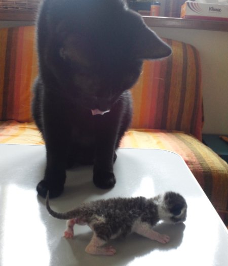 ロッくん＆ちびニャン