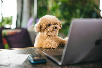 愛犬の皮膚トラブル、もう悩まない！口コミでも高評価のケア法
