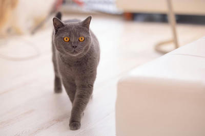 【猫の運動不足解消】MyCatで遊びながら健康に！