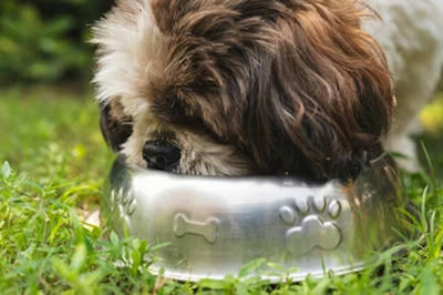 硬いフードを嫌がるワンちゃんへ…シニア犬も喜ぶやわらかごはんとは？