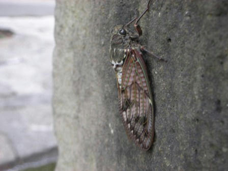 DSCN6524.jpg