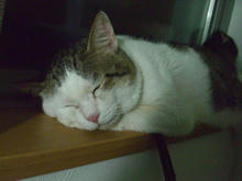 neko2.JPG