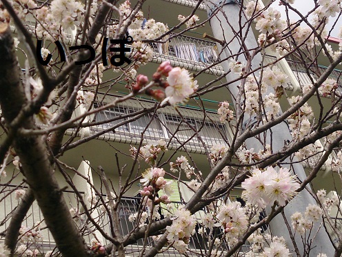 2016年3月7日　桜