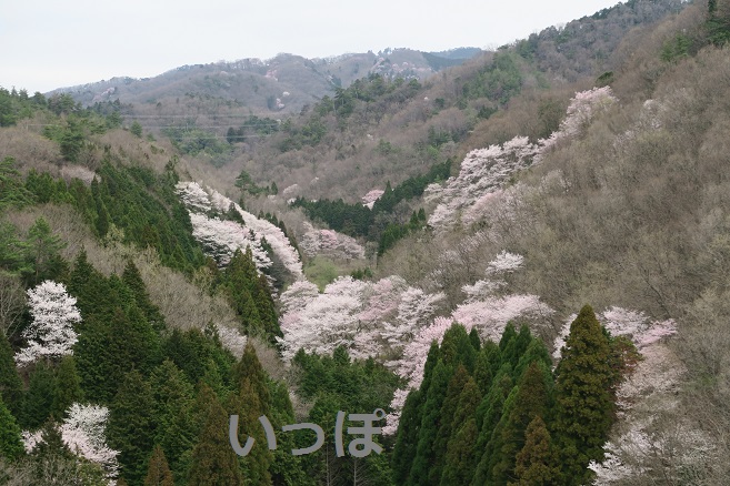 箕面の桜2016年