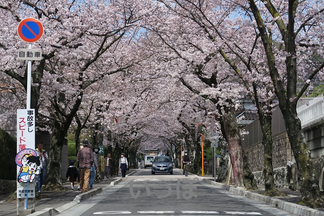 箕面の桜2016年