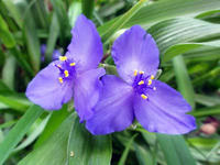 ムラサキツユクサ