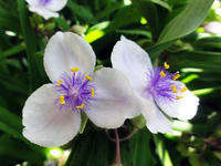 ムラサキツユクサ