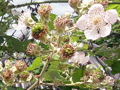 ブラックベリー