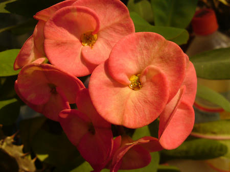 DSC01360.JPG