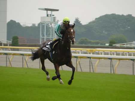 メジロラフィキ