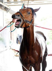 ダッシャーゴーゴーセントウルステークス