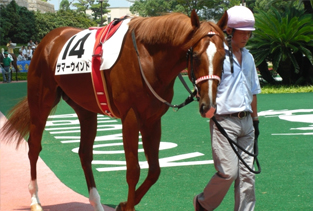 サマーウインド