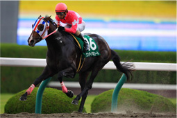 ワンダーアキュート