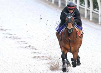 ダッシャーゴーゴー