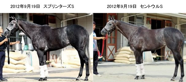 カレンチャンフォトパドック1