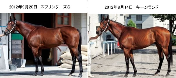 ダッシャーゴーゴーのフォトパドック1