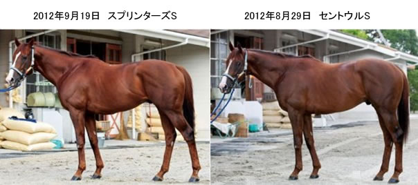 マジンプロスパーのフォトパドック1