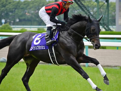 エイシンフラッシュ