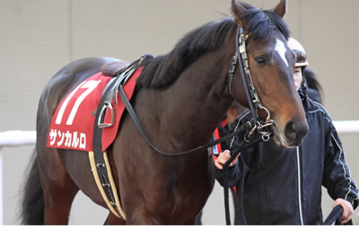 サンカルロ実績