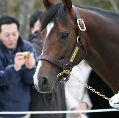 ジャングルポケット