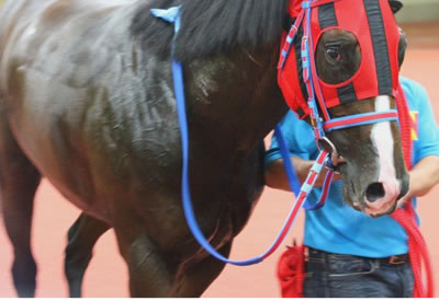 エーシントップこれからの活躍