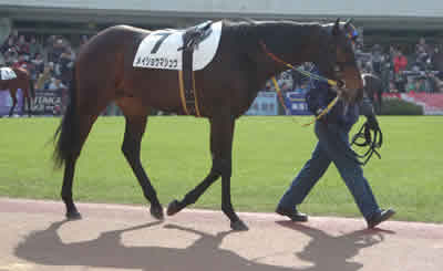 メイショウマシュウの今後について