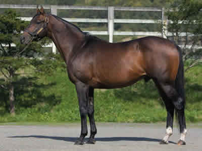 キングヘイローの活躍