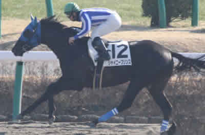 シャイニープリンス2連勝について