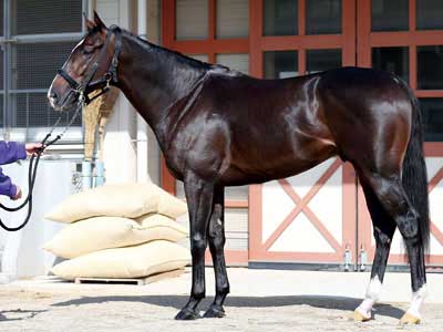 ムスカテール 画像