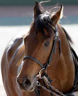 ロードカナロア 画像