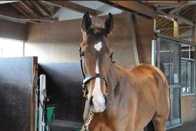 ジョワドヴィーヴル 画像