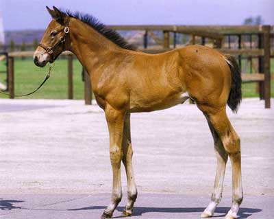 グランプリボス 画像