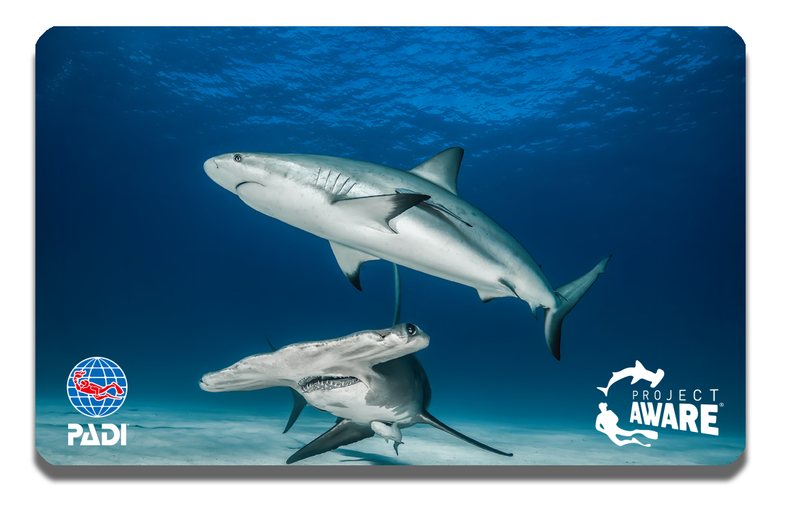 わっしょいダイバーズ ダイビングメニュー