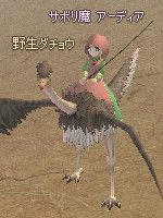 野生ダチョウ