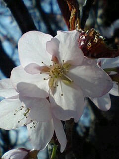 桜さくら