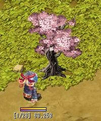 桜。