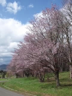 桜並木