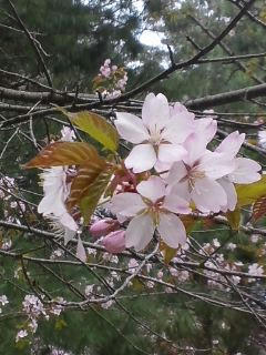 白っぽい方。花びらがシュッと細い