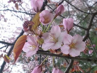 ピンクの方。花びらが丸っこい