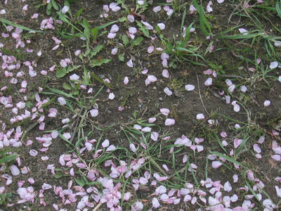 桜1
