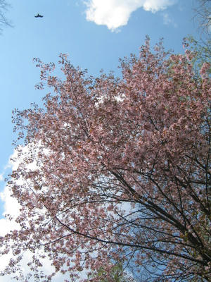桜2