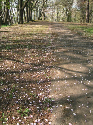 桜3