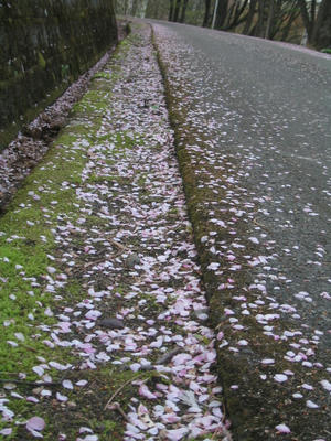 桜5