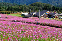 夢の平コスモス荘