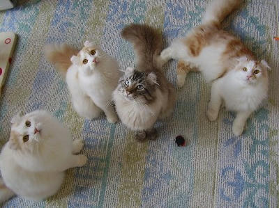 左からサスケ、マホ、コテツ、ユエ