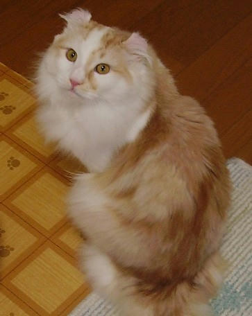 ユエ