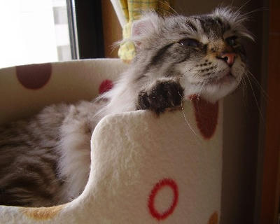 コテツ