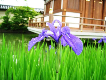 かきつばたと浮見堂